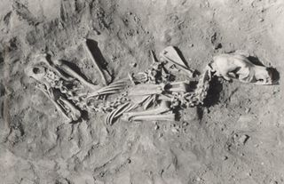 Ancient Dog Burials