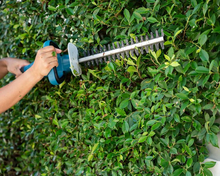 Monty Don's hedge trimming tips for summer practical advice for your