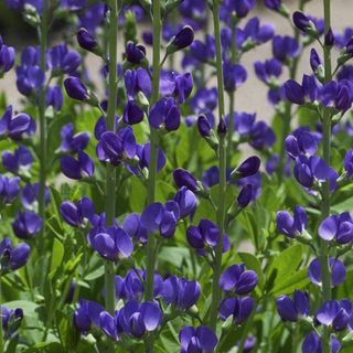 Outsidepride 50 Seeds Perennial Baptisia Blue False Indigo Flower