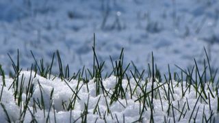 how to prepare the lawn for snow | Lawn care snow