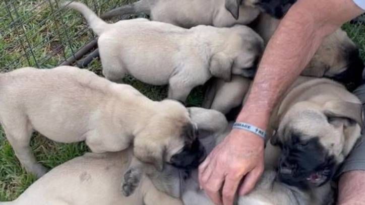 how big are mastiff puppies at birth