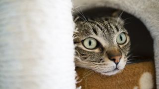 close up of a green-eyed cat hiding in a comfortable cat house