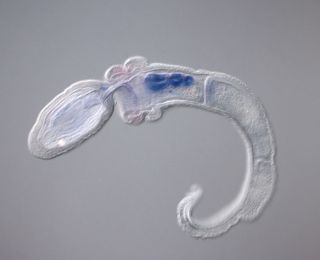 A juvenile acorn worm, Saccoglossus kowalevskii, with a protein that turns genes on and off in the genome highlighted in blue in the worm's pharyngeal region.