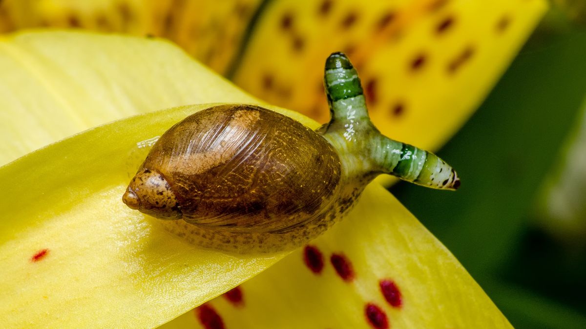 Green-banded broodsac: The brain-hijacking parasite that creates disco ...