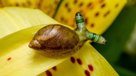 an amber snail with green stripy eyestalks infected with the Green-banded broodsac parasite sitting on a yellow petal 