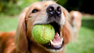 Labrador Retriever with ball in its mouth
