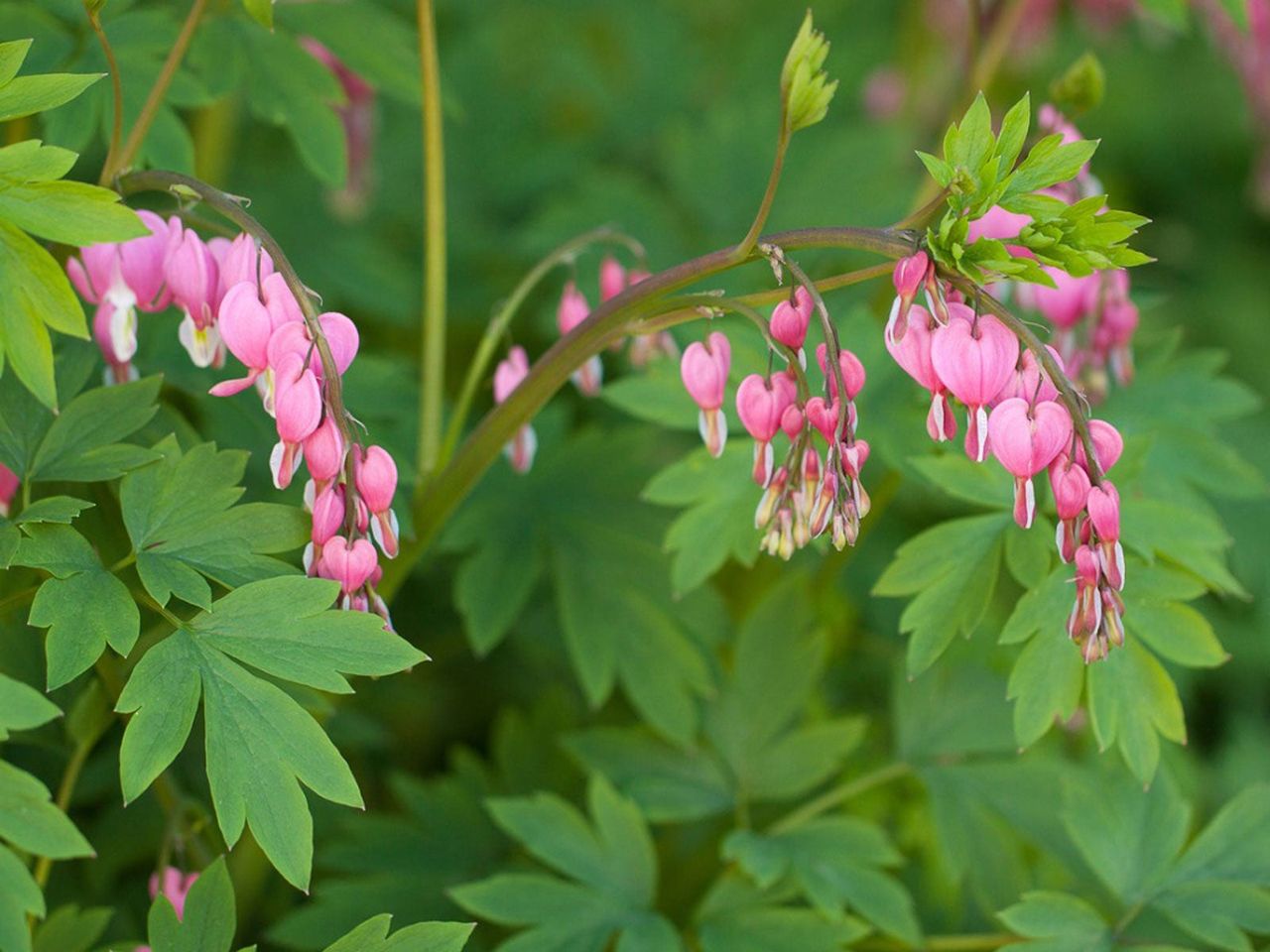 Pink Flowered Perennial Plants