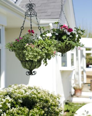 Two hanging baskets either side of a front door
