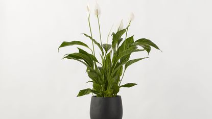 A peace lily against a white background in a dark black planter