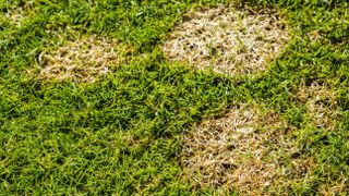 Snow mold on the lawn in a garden