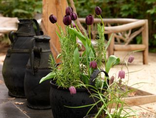 garden color schemes: dark tulips and rosemary in black pot