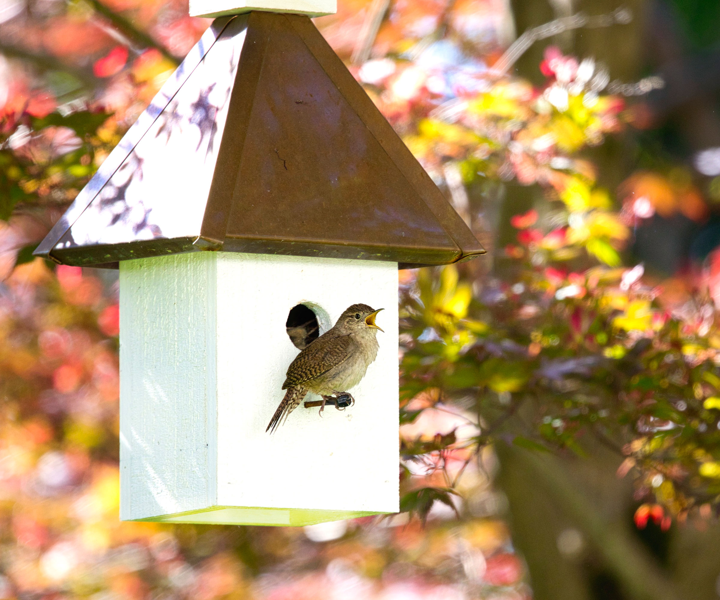 house wren sitting at entrance of white bird house in garden