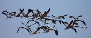 Migratory birds in flight, common cranes.