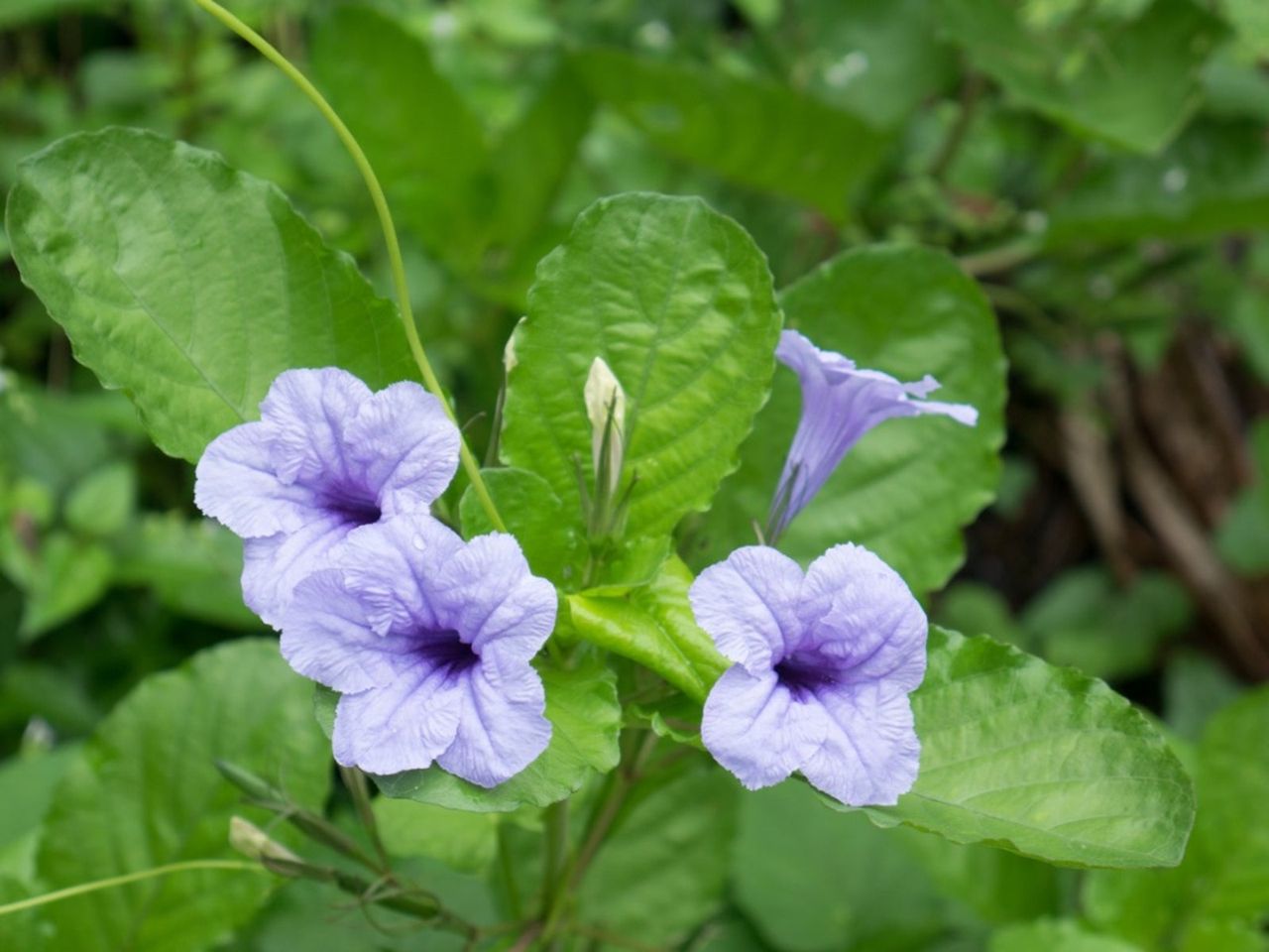 Ruellia Wild Petunia Plants