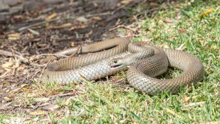 The Eastern brown snake is the second most venomous snake in the world. 