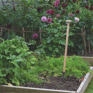 Wooden raised vegetable beds with garden fork, vegetables and pink dahlias