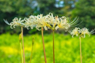 White spider lilies in a garden