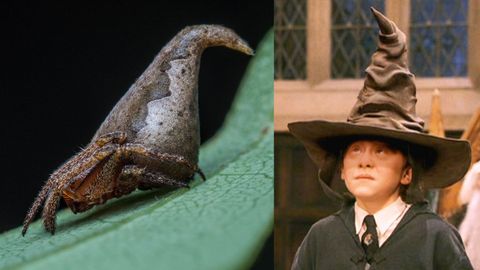 Hat-Shaped Spider Named for Magical Character in 'Harry Potter' | Live ...