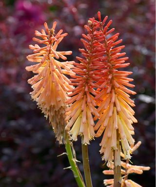 Red hot poker