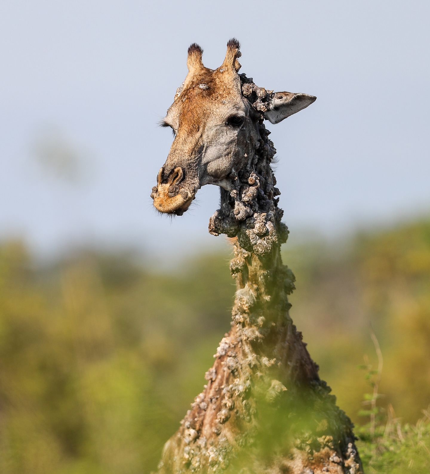 Giraffe with warty growths from its chin down towards its torso.