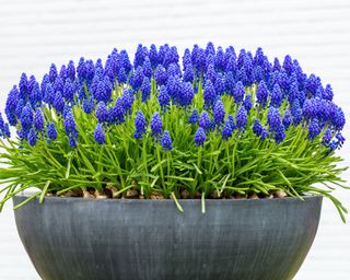 spring container ideas planter filled with blue grape hyacinths