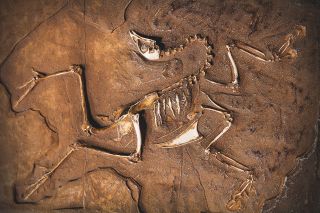 Dinosaur fossil in rock