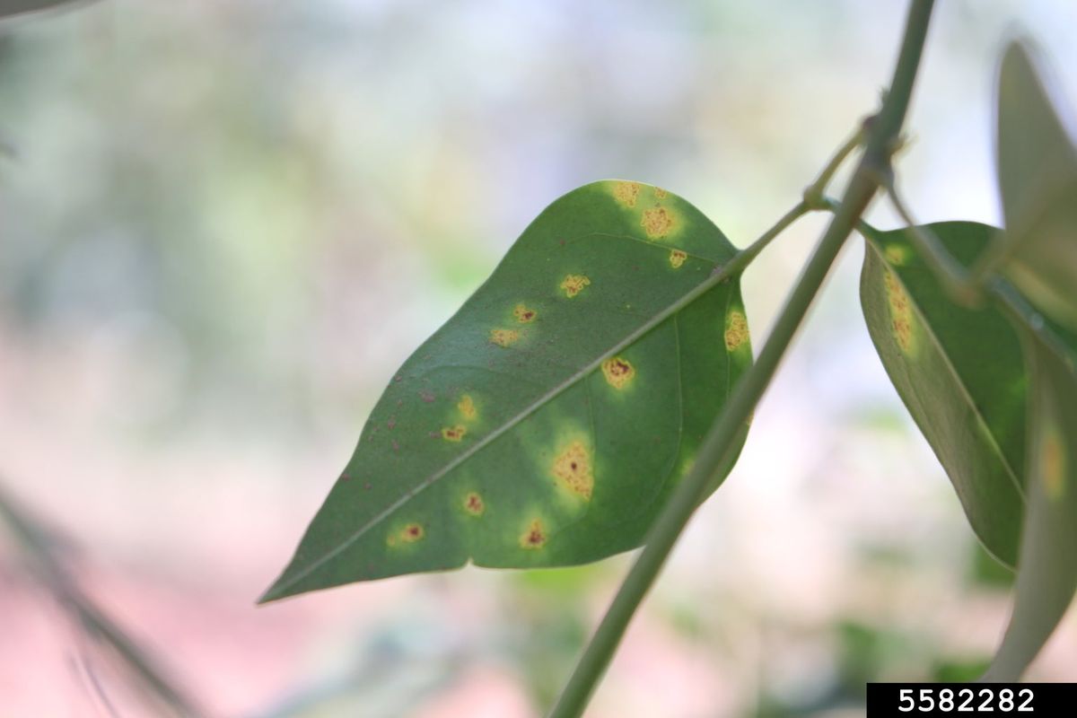 Jasmine Diseases - Tips On Treating Jasmine Plants Diseases | Gardening ...