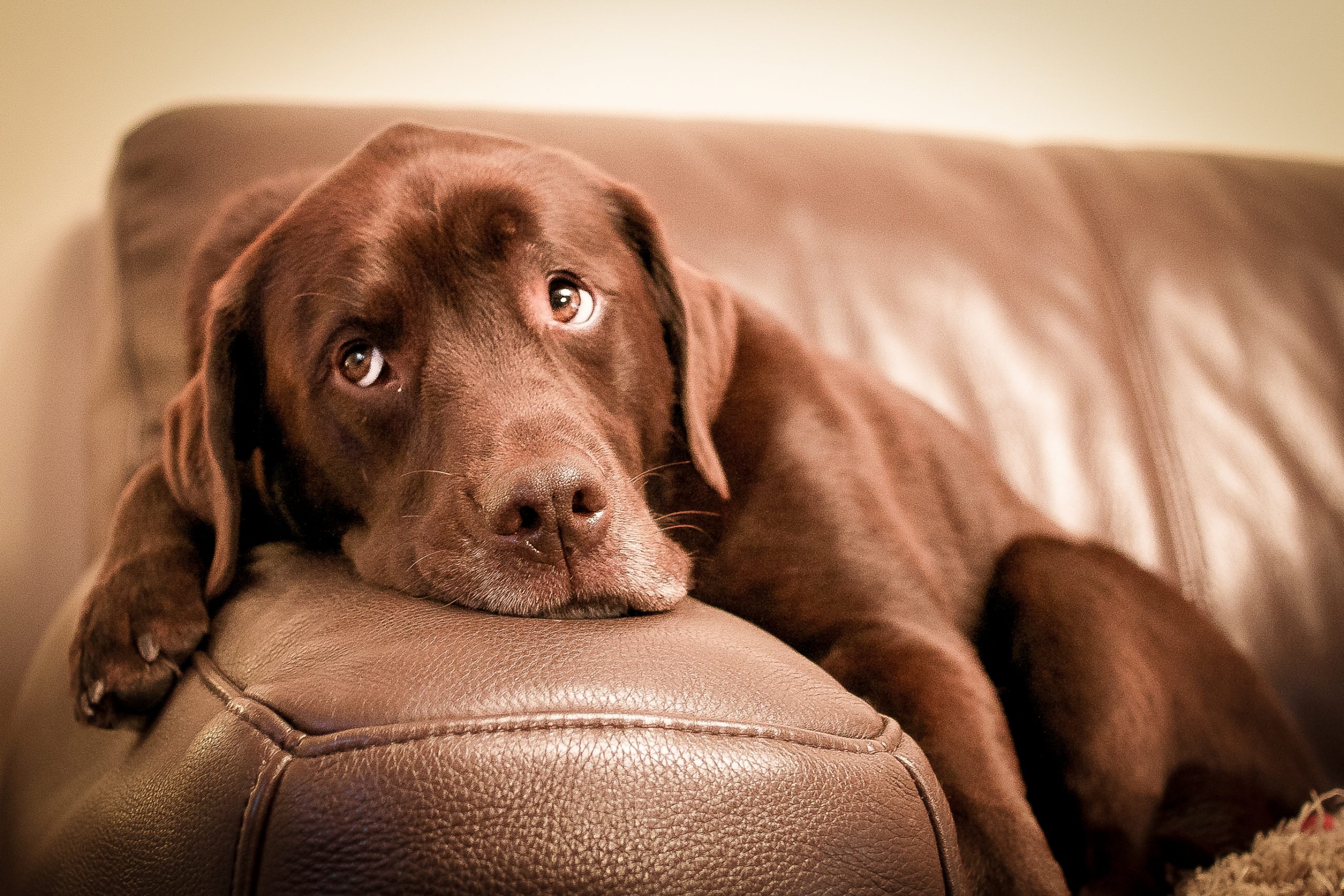 'Dogs don’t come with a gift receipt' Heartbreaking advert about buying ...