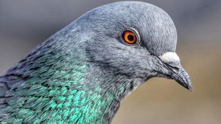 An stock pigeon photo