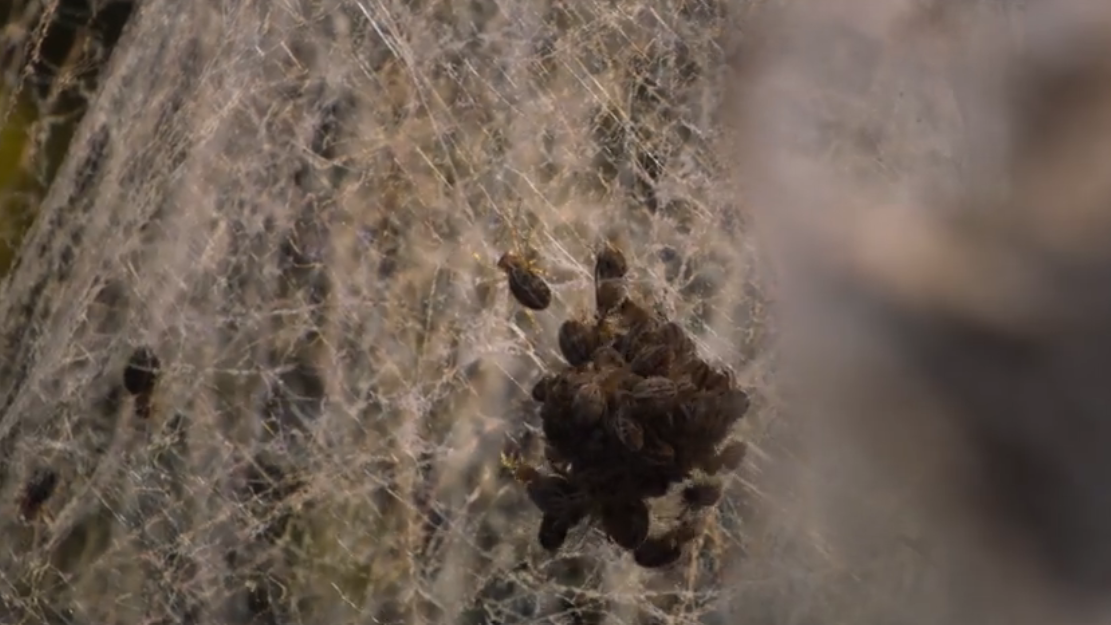Spiderlings attack their mother in a spider web.