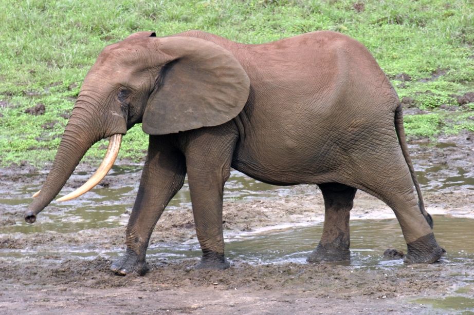 An elephant in a bai, or forest clearing, in a new world heritage site.