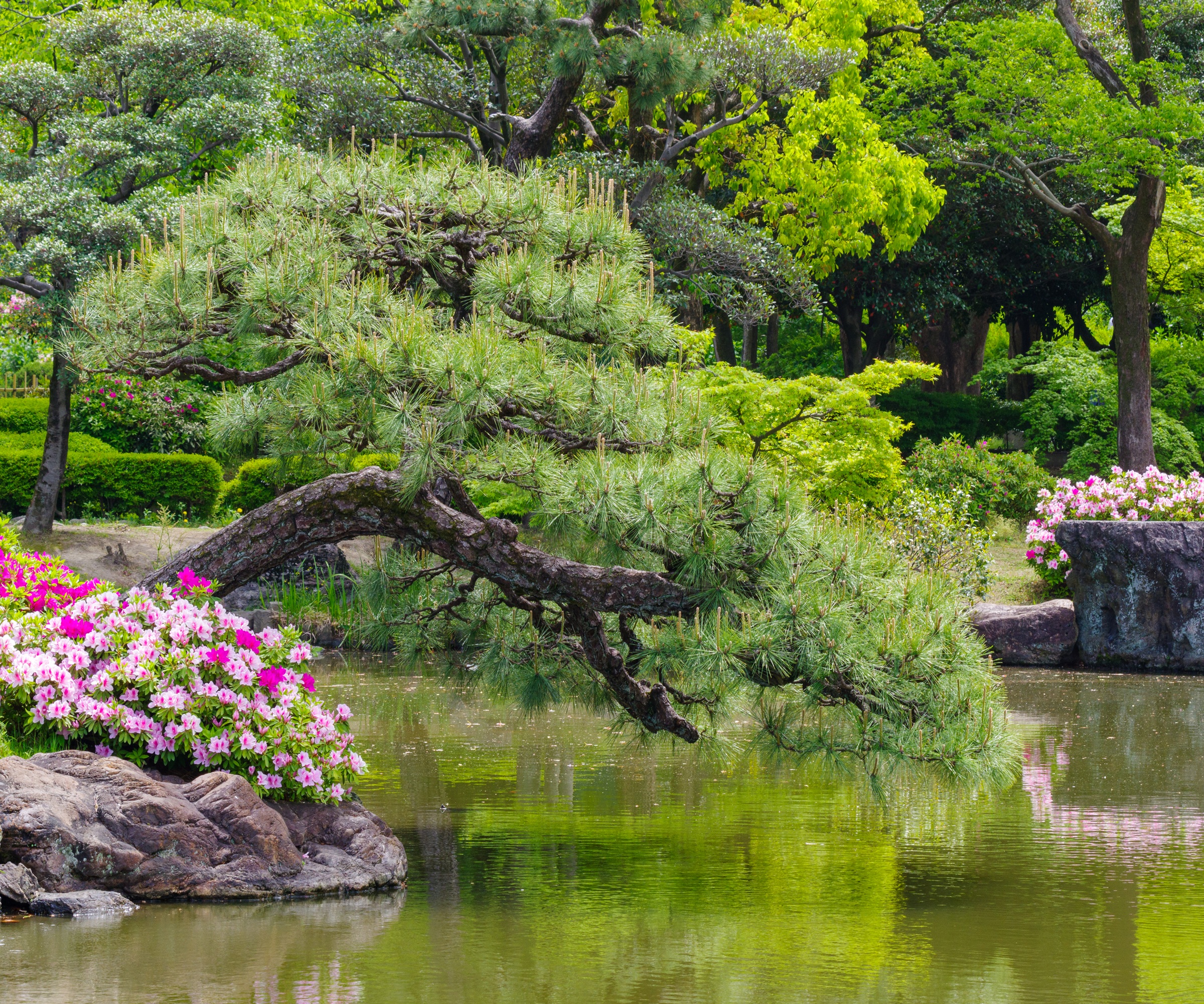 Pine tree, pond, boulders