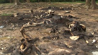 The ground is littered with decaying elephant carcasses after an ivory-fueled massacre by poachers in the Dzanga Bai clearing in the southwest corner of the Central African Republic. An estimated 35,000 elephants were poached in Africa in 2012, and probably more last year — that's 96 elephants killed every day — for their ivory tusks, which are in high demand in Asia and beyond.