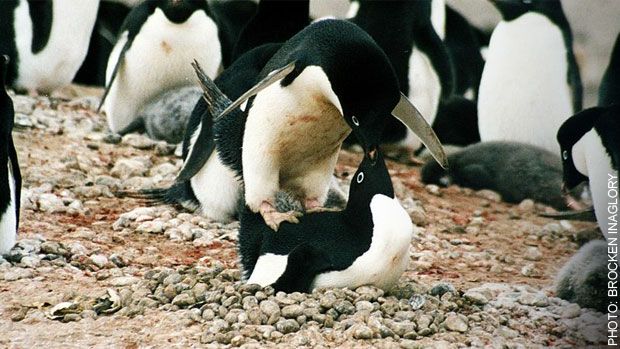 Adelie penguins