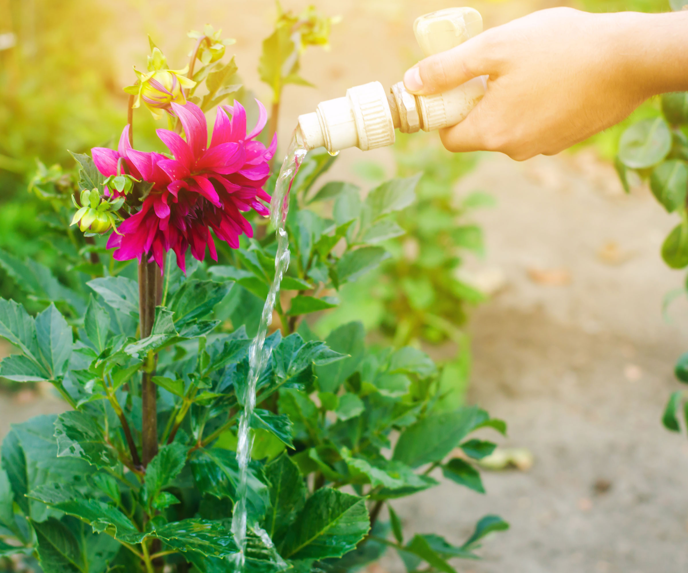 dahlia plants being watered with hose
