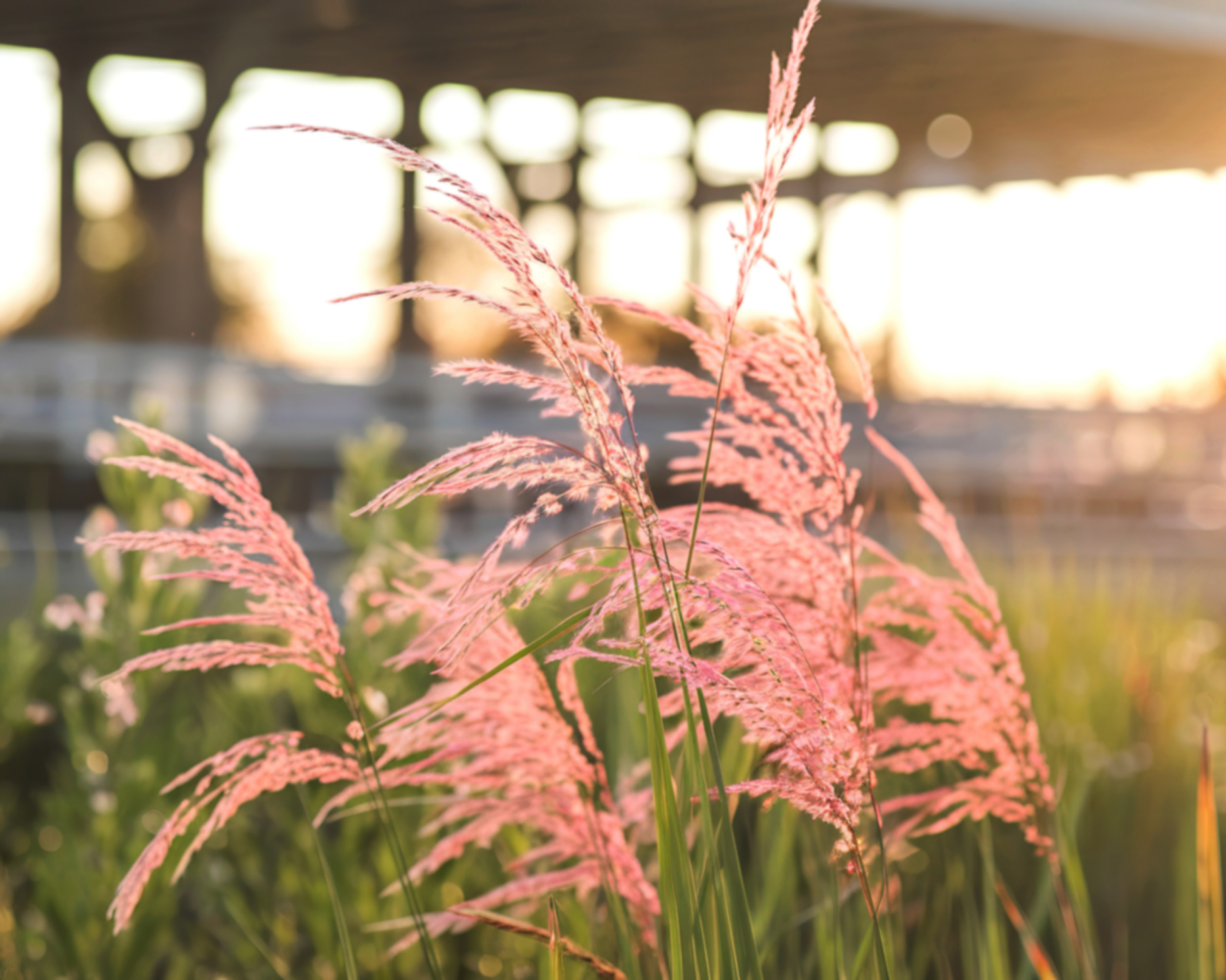 Pink muhly grass in yard