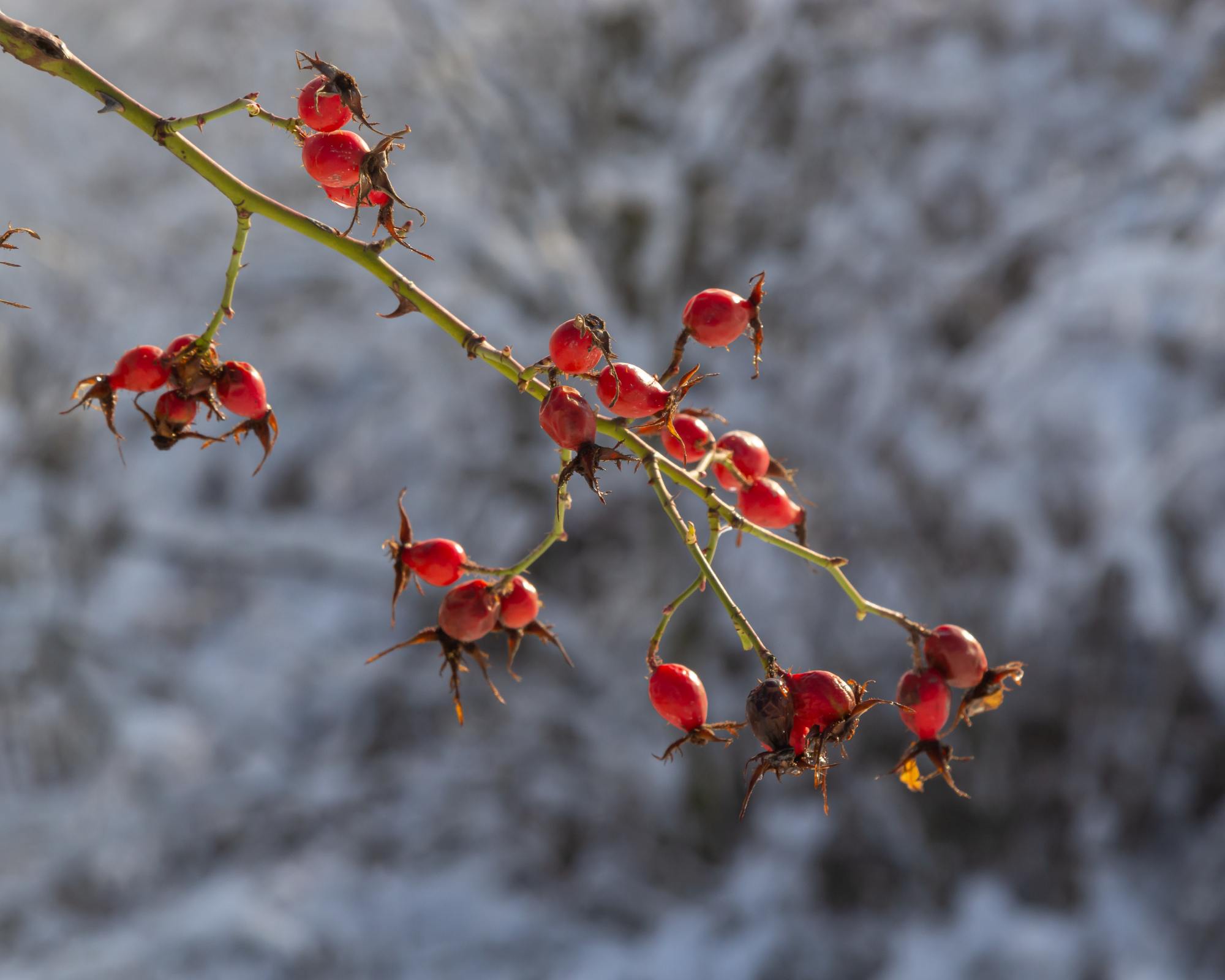 Rose hips in winter