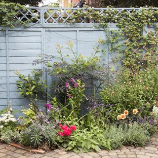 Garden plants and flowers in a curved garden border in front of a blue fence, next to a brick patio