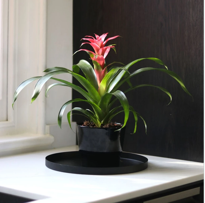 11 PET FRIENDLY HOUSE PLANTS KEEP CATS AND DOGS SAFE WITH NON TOXIC visual data 6