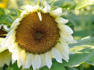 A White Sunflower