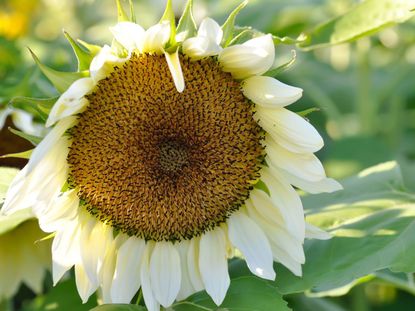 A White Sunflower
