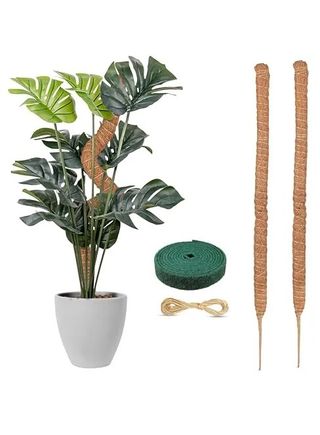 monstera moss poles