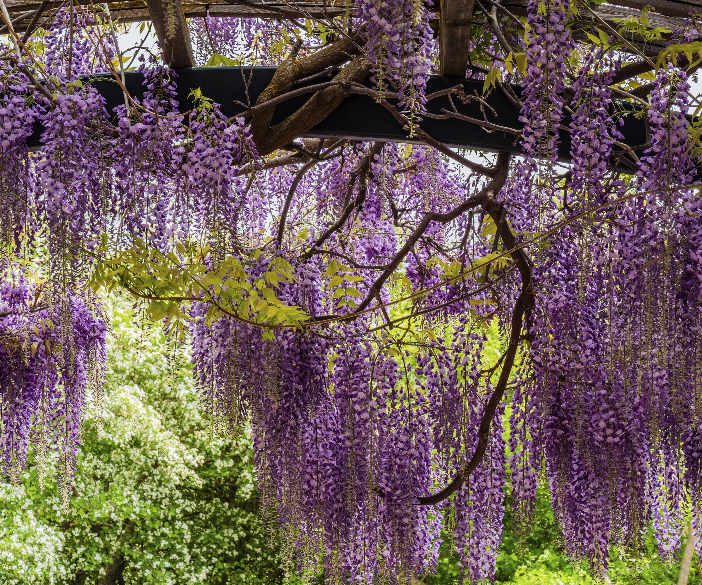 wisteria arch