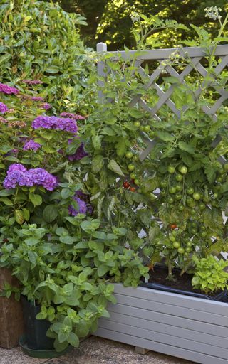 An example of small vegetable garden ideas growing vegetable plants up a gray trellis.