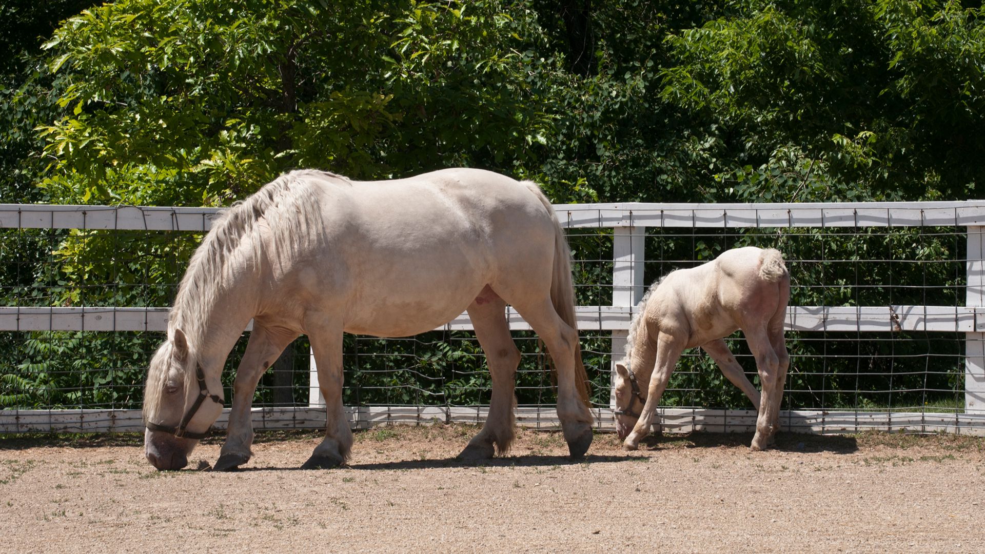 American Cream Draft mare and foal