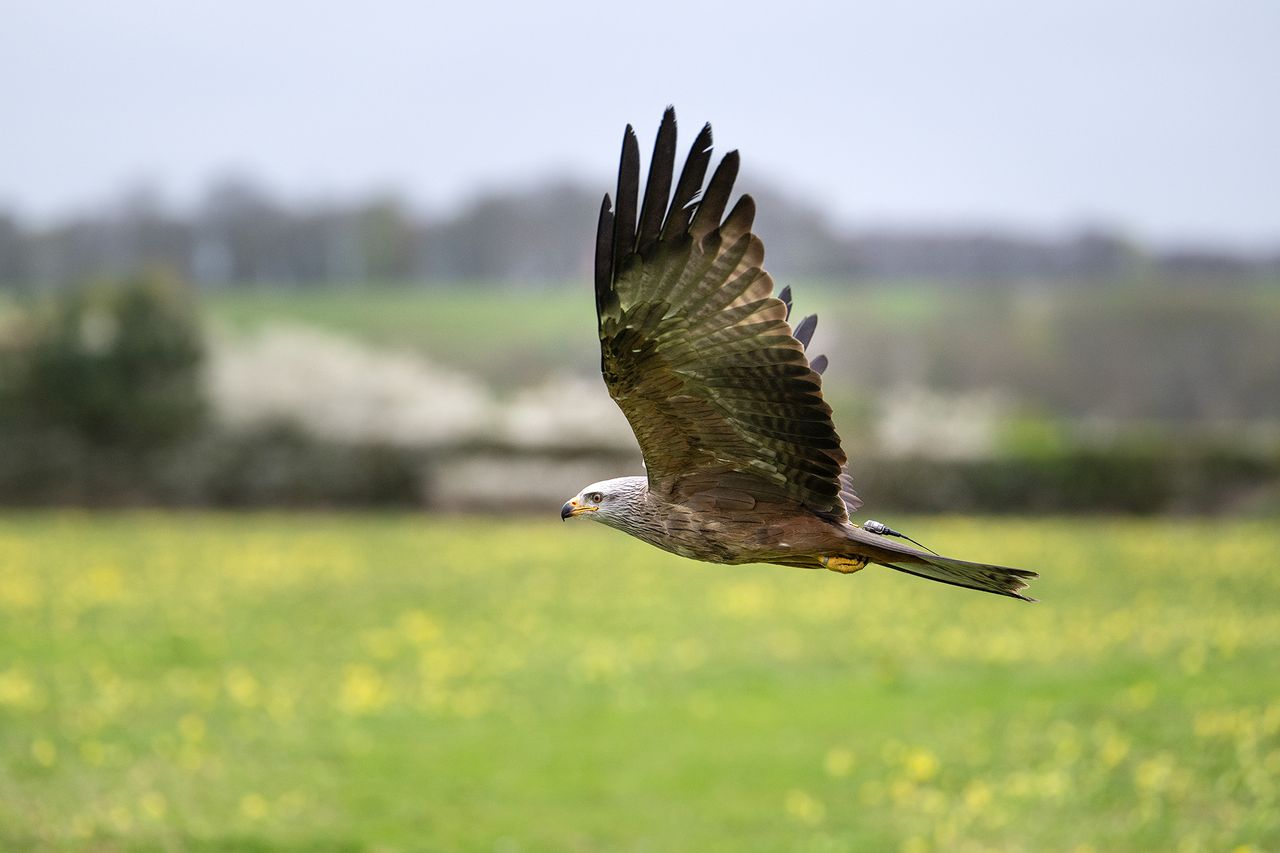 Red kite in flight against meadow background
