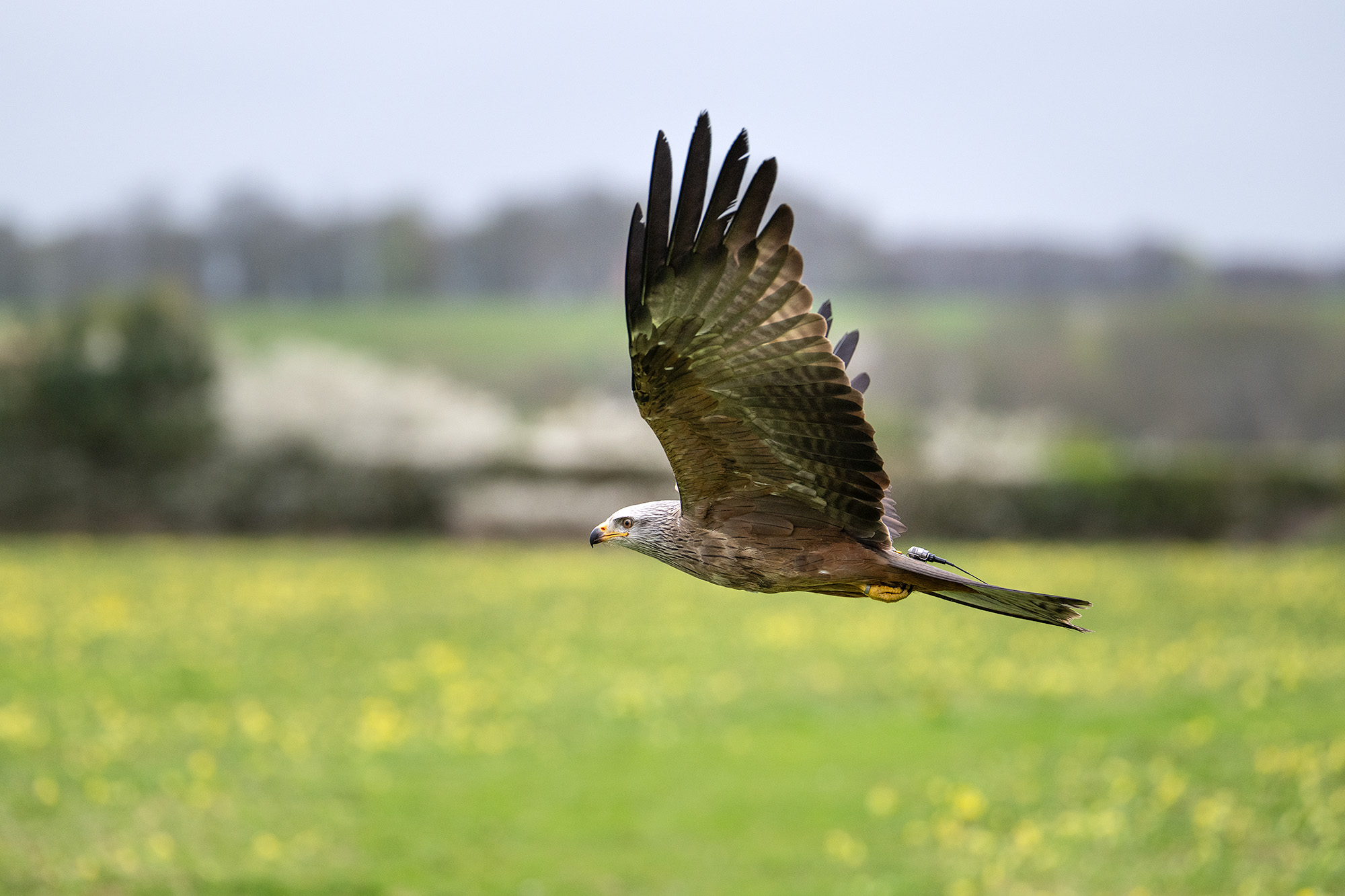 Red kite in flight against meadow background 