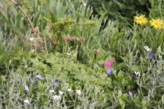 Geranium macrorrhizum never fail to delight Alan.