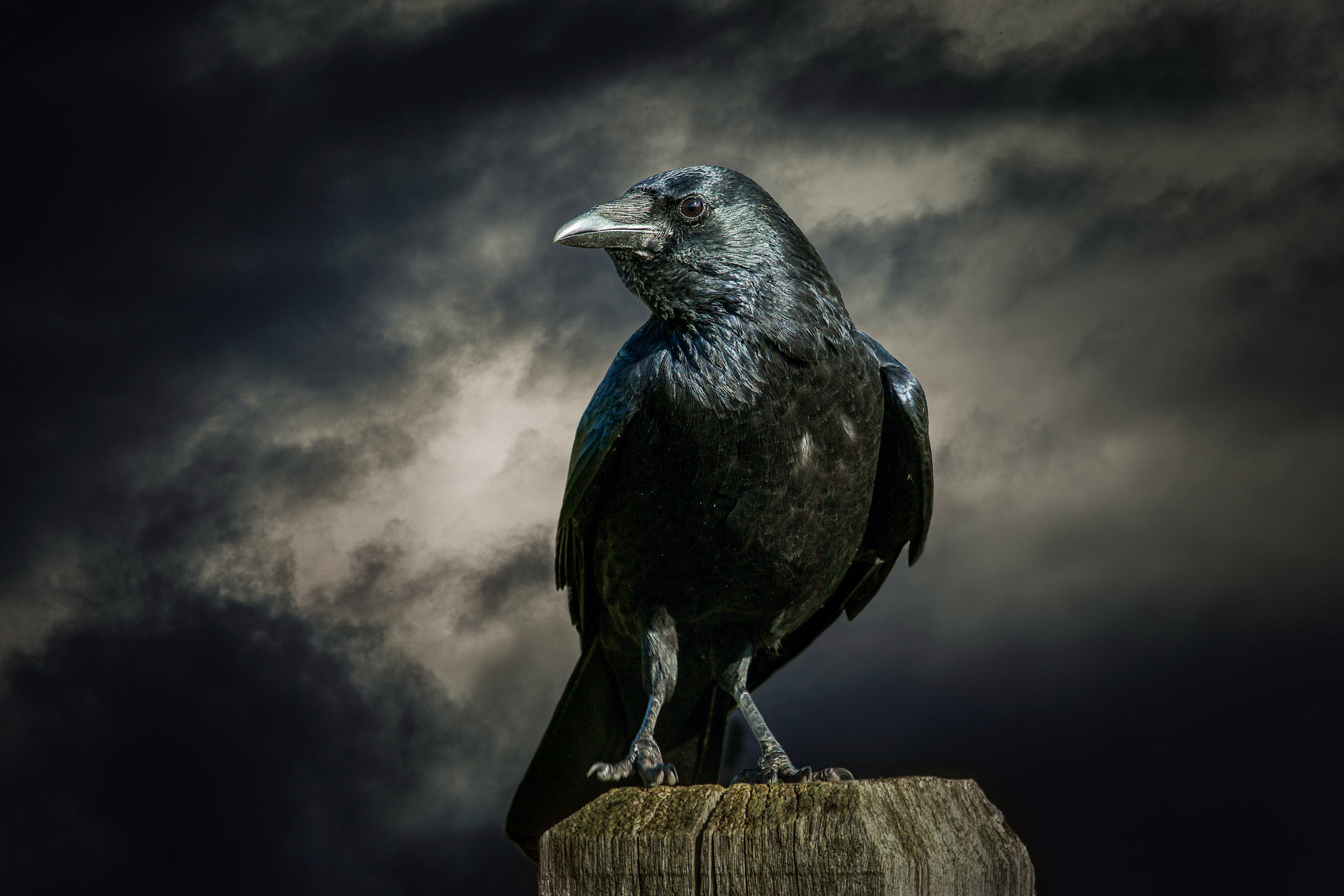 Carrion Crow, Corvus corone.