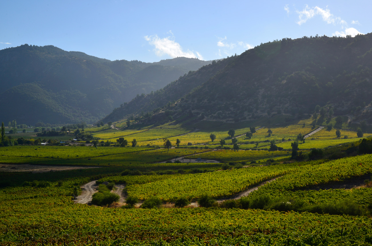 Vineyard in a valley